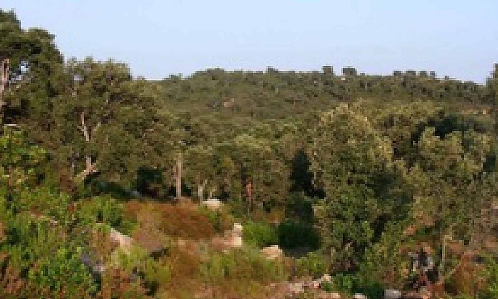 Terrasses d’Osu environnement arboré